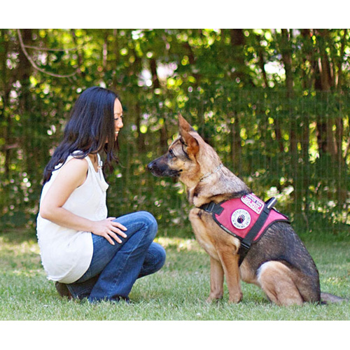 Service Dog Awareness Education | What Is A Service Dog?