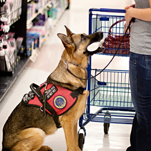 Service Dog Information for Businesses | Paws Then Play LLC Charlotte NC