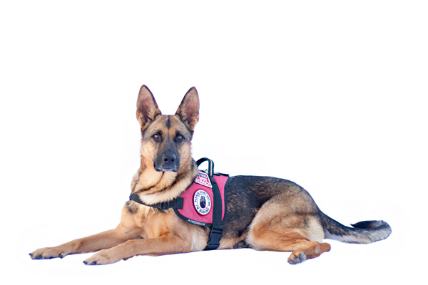 Service Dog Awareness Education for Individuals | Paws Then Play LLC Charlotte NC